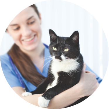 cat cradled in vet's arms